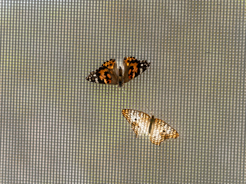 Insects stopped on the outside of a tight screen weave