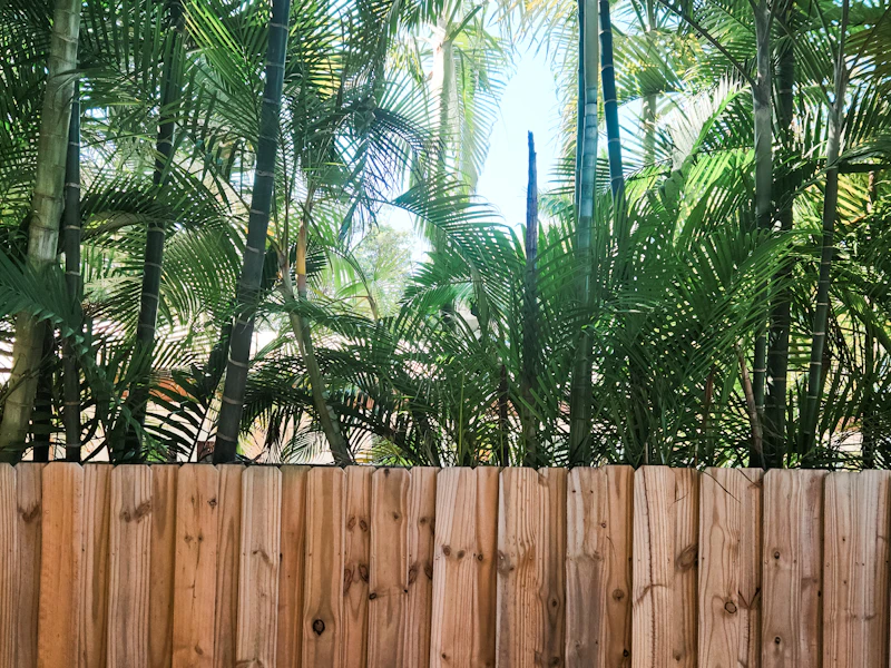 Palms and full sun over a Brevard County backyard